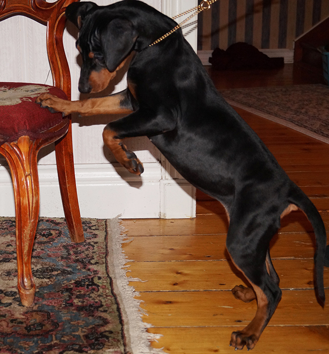 Pinscher * Xélanc Qualified Qiara 12 veckor